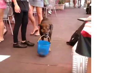 Cel mai inteligent câine strânge bacşişul cu găleata la o terasă VIDEO