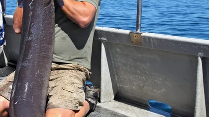 Un pescar a prins un peşte-monstru: Un ţipar gigantic, de 43 de kilograme FOTO