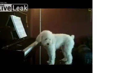Ce face un câine lăsat singur acasă: Animalul, surprins de camera de supraveghere VIDEO