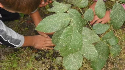 Împădurim România: Ministerul Mediului lansează cea mai mare campanie de plantare din ţară