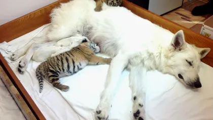 Inimă de câine: O căţeluşă a adoptat trei pui de tigru abandonaţi VIDEO