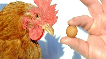 Găina unui englez din Northumberland a făcut cel mai mic ou din lume