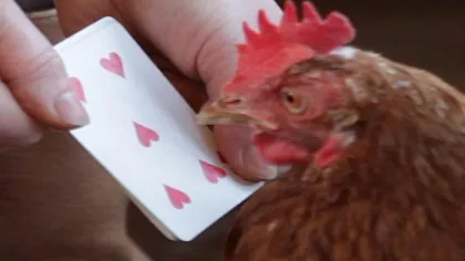 Găina care ştie să numere, noua vedetă a Internetului VIDEO