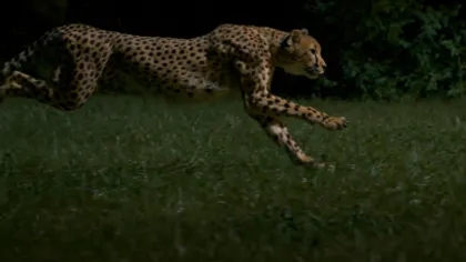 Cel mai rapid animal al planetei, aşa cum nu l-ai mai văzut VIDEO