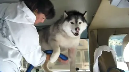 Cum reacţionează un câine atunci când este uscat cu foehnul VIDEO