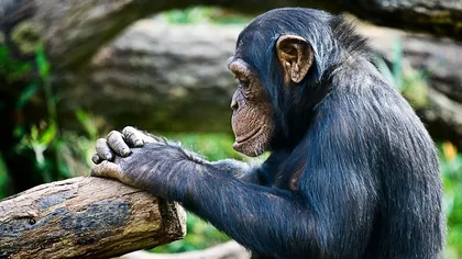 Metoda genială găsită de cimpanzei pentru a evada de la ZOO Belfast VIDEO