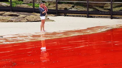 Turiştii speriaţi pe o faimoasă plajă din Australia: Apa mării a devenit roşie ca sângele VIDEO&FOTO