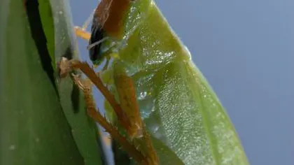 Evoluţia e ciudată: O insectă are urechi umane FOTO