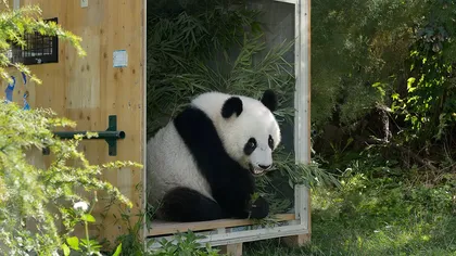 Aventurile unui ursuleţ panda: S-a născut la Viena, însă de acum încolo va trăi în China VIDEO