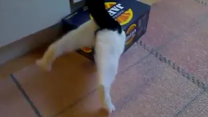 Ce înseamnă perseverenţa: O pisică intră într-un loc aproape imposibil VIDEO