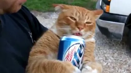 Şi pisicilor le place berea! Vezi cel mai mare băutor din lumea felinelor VIDEO
