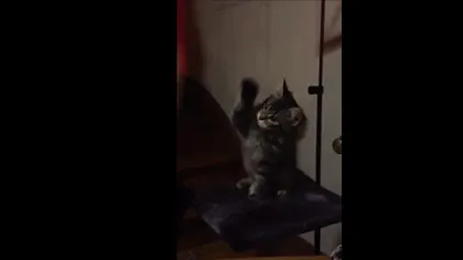 Cum se joacă cea mai drăgălaşă pisicuţă cu stăpâna sa VIDEO