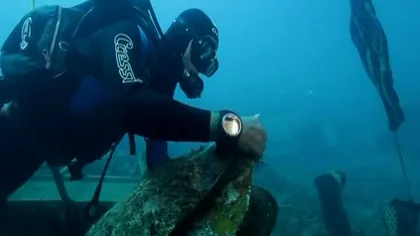 Scoici gigant, descoperite sub epava vasului Costa Concordia VIDEO