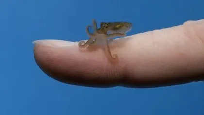 Cea mai mică caracatiţă din lume? FOTO