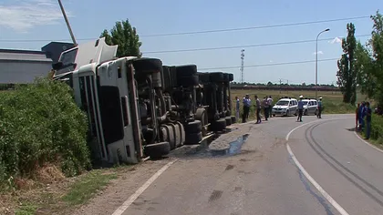Traficul blocat pe DN7, în Arad, unde un TIR cu vaci s-a răsturnat pe şosea