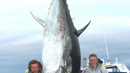 CAPTURĂ URIAŞĂ: Un pescar a prins un ton de 450 de kg