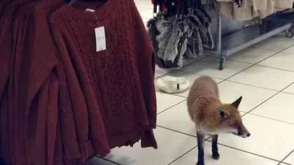 Vulpea pasionată de modă: Animalul a dat o tură printr-un magazin de haine FOTO