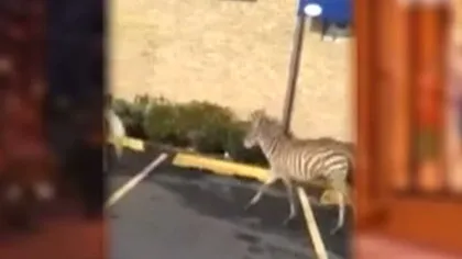 O zebră şi un ponei au evadat de la ZOO din New York VIDEO