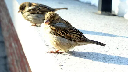 Păsările din oraşe folosesc mucuri de ţigări la construirea cuiburilor