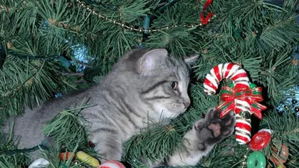 Pisicile adoră Crăciunul! Cele mai haioase poze cu feline GALERIE FOTO