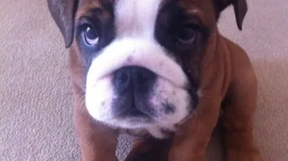 Câine de 2.500 de euro furat de hoţi din casa unor britanici, găsit pe Twitter