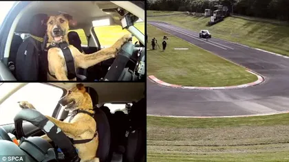 Formula Căţel: Câinii piloţi au condus o maşină pe pista de curse VIDEO