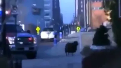 Un berbec nărăvaş i-a pus pe fugă pe poliţiştii unui orăşel din Iowa VIDEO