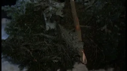 Bărbat mort în timp ce încerca să taie un brad pentru Crăciun