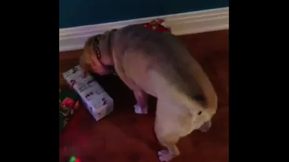 ADORABIL. Cum reacţionează animalele de companie când primesc cadourilor de Crăciun VIDEO