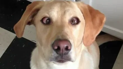 Un câine îşi poate încrucişa ochii la comandă VIDEO