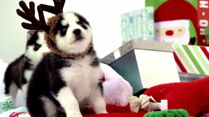 Cei mai dulci căţei: Puiuţii de husky care se bucură de cadourile de Crăciun VIDEO