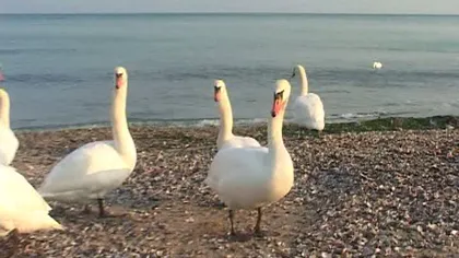 Lebedele din Deltă s-au mutat pe litoralul Mării Negre, la Eforie Sud VIDEO