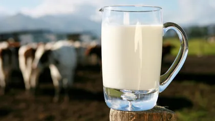 Ţăranii nu-şi vor mai putea vinde laptele fără contract