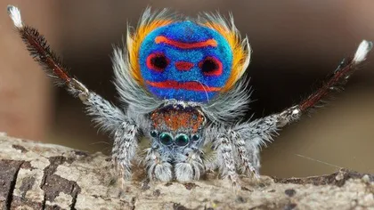 Cel mai frumos păianjen din lume FOTO ŞI VIDEO