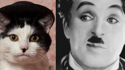 Asemănarea dintre această PISICĂ şi Charlie Chaplin este uimitoare