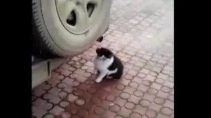 Şi animalele se droghează: O pisică trage pe nas gaze de la ţeava de eşapament VIDEO