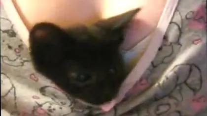 O pisicuţă se joacă între sânii stăpânei sale VIDEO FUNNY