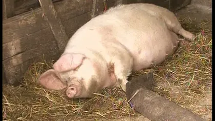Crescătorii de porci din Oltenia îşi vând animalele pe internet VIDEO