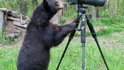 Ursul fotograf devine vedetă pe internet FOTO