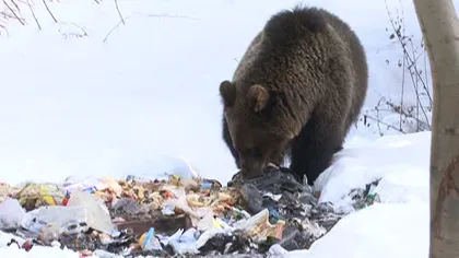 Musafir inedit. An de an, o familie din Predeal este vizitată de un urs VIDEO