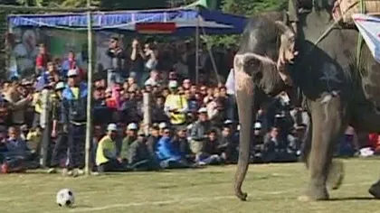 Meci neobişnuit de fotbal în Nepal. Mai mulţi elefanţi şi-au demonstrat aptitudinile sportive VIDEO