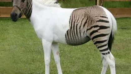 Ce se întâmplă când o zebră se împerechează cu un cal FOTO
