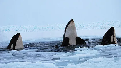 Balenele prinse în gheaţă în golful Hudson, din Canada, salvate de... natură VIDEO