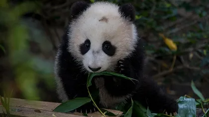 Un pui de panda extrem de drăgălaş a salutat publicul pentru prima dată VIDEO