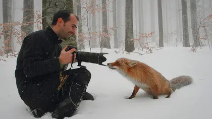 Vulpiţa cea curioasă: Întâlnirea dintre un animal simpatic şi un fotograf, la Lacul Sfânta Ana FOTO