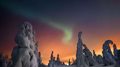 Imagini de vis: Pădurea magică din Laponia FOTO