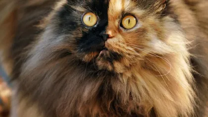 Pisica cu două feţe: Aspectul său neobişnuit a făcut-o celebră FOTO