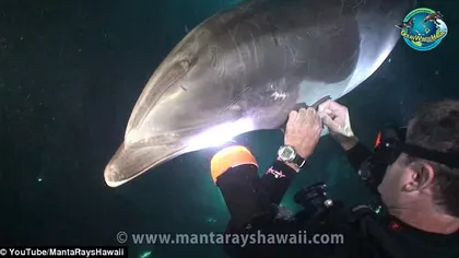 Un delfin prins într-o plasă de pescuit a cerut ajutorul unui scafandru VIDEO
