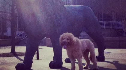 Un leu care a speriat un oraş întreg s-a dovedit a fi un câine tuns VIDEO