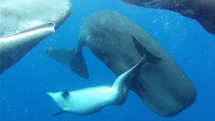 Un delfin deformat, abandonat de familia sa, a fost adoptat de balene FOTO
